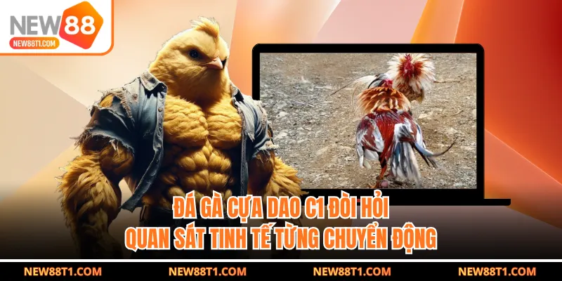 Đá gà cựa dao C1 đòi hỏi quan sát tinh tế từng chuyển động